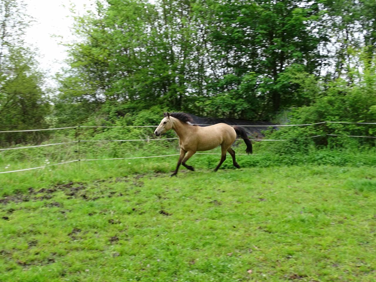 Merrie Welsh Partbred Te koop 2021 Isabel