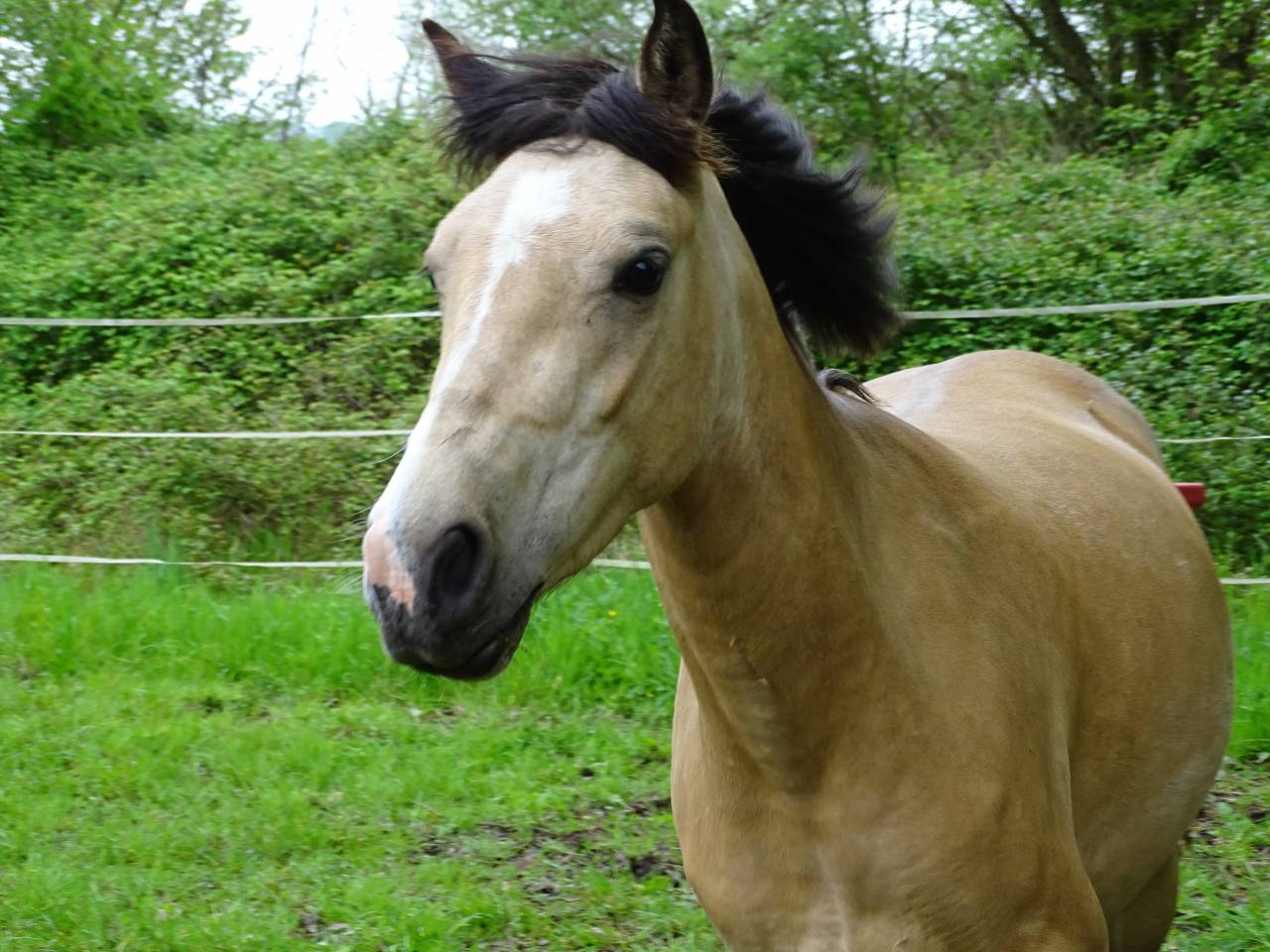 Merrie Welsh Partbred Te koop 2021 Isabel