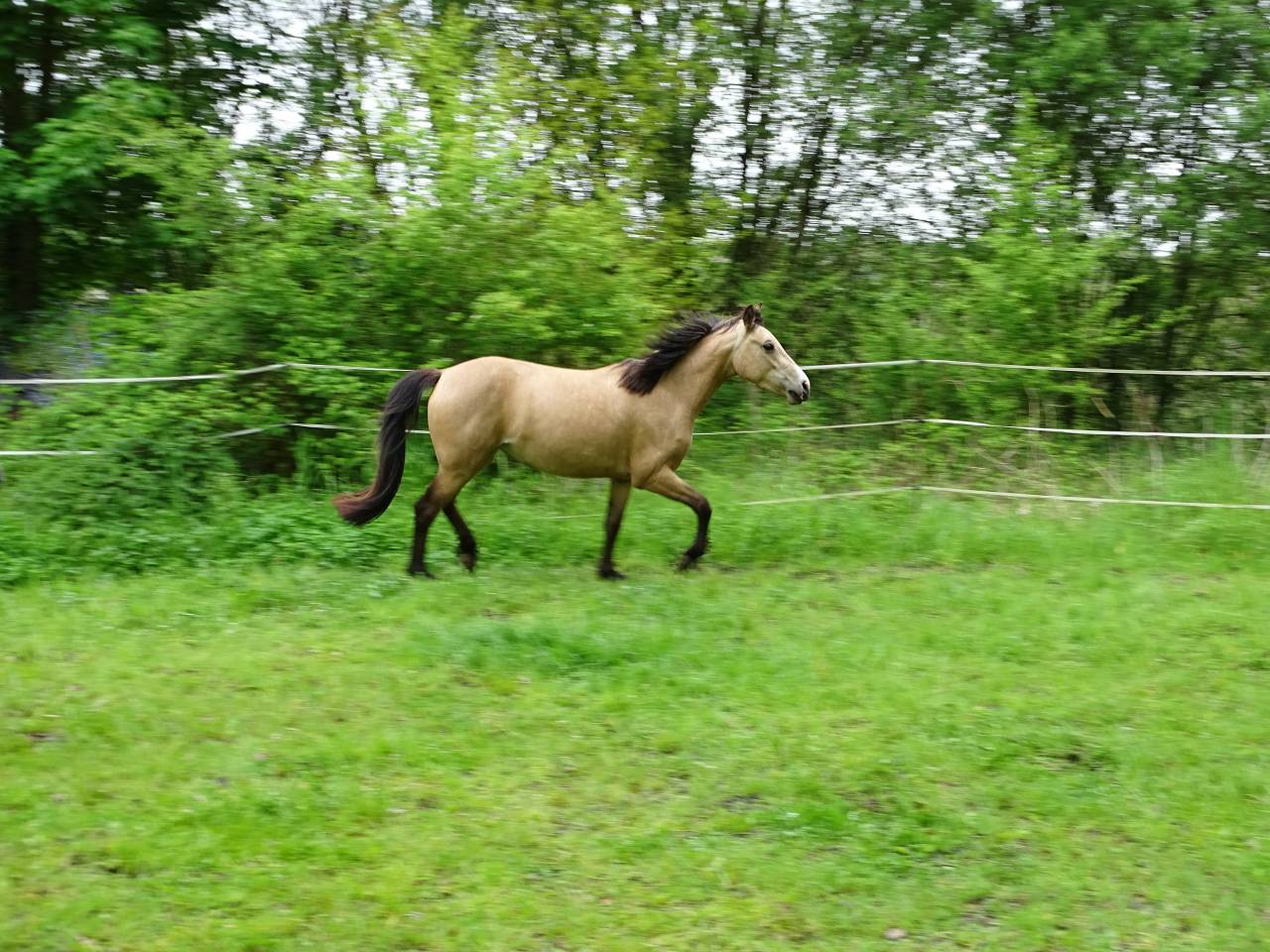 Merrie Welsh Partbred Te koop 2021 Isabel