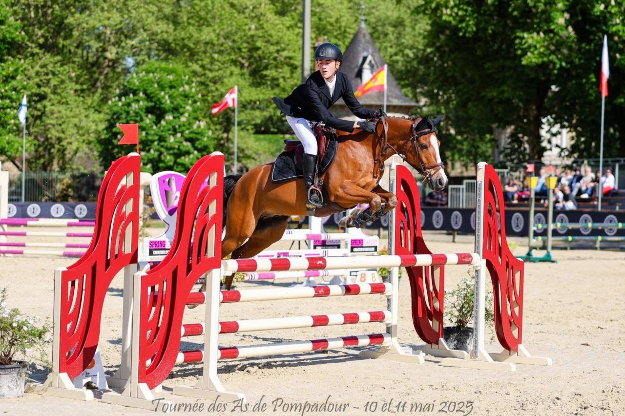 Ruin Franse rijpony PFS Te koop 2015 Donker bruin / bai