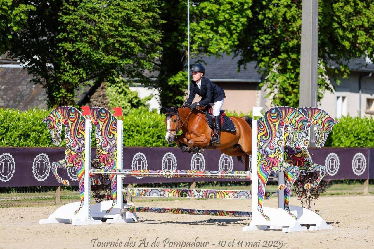 Ruin Franse rijpony PFS Te koop 2015 Donker bruin / bai