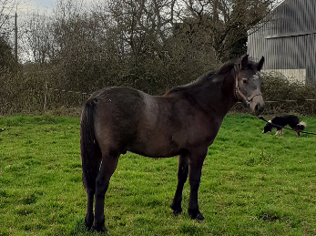 Ruin Connemara Te koop 2024 Schimmel ,  VANDAL DU TYRIA