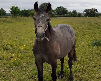 Ruin Connemara Te koop 2024 Schimmel ,  VANDAL DU TYRIA