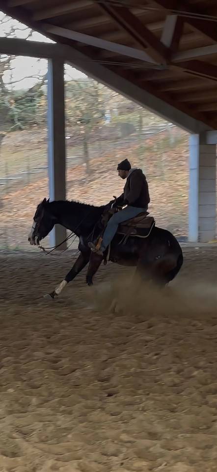 Merrie Quarter Horse Te koop 2021 Bruin / Bai ,  COLONEL SHINING GUN