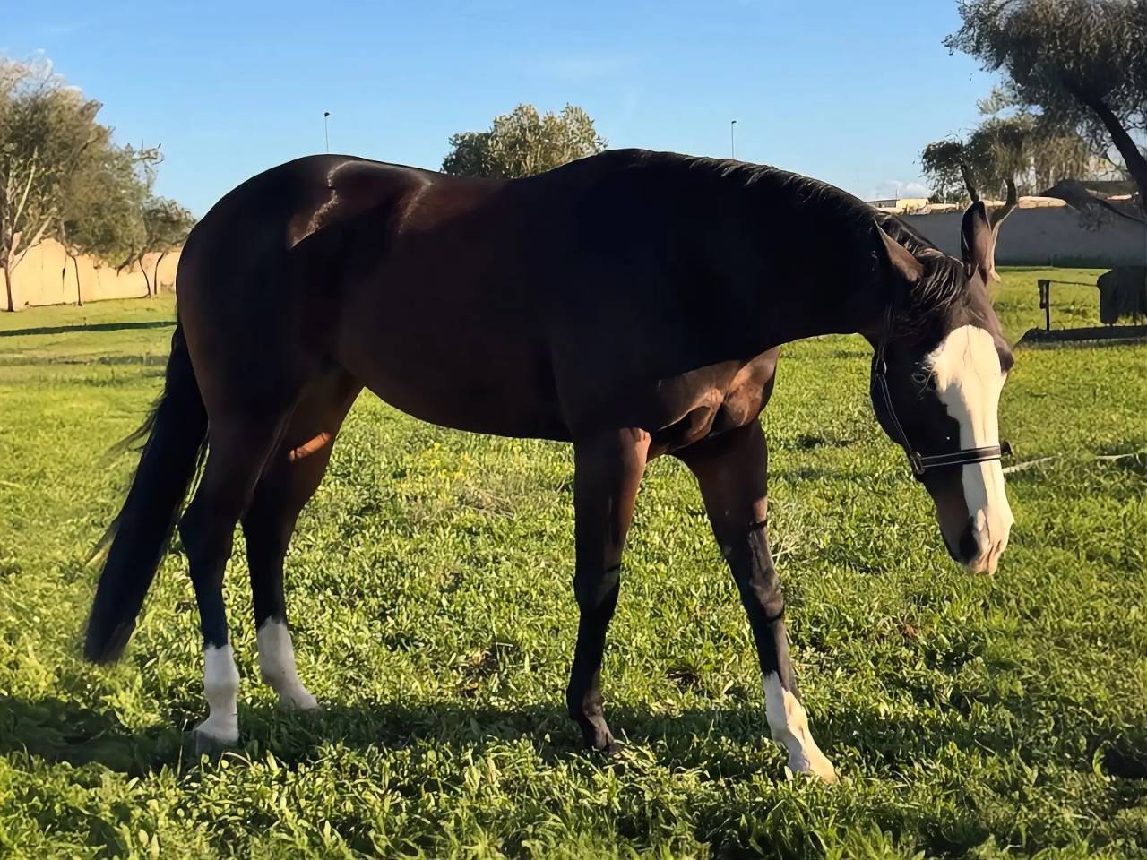 Merrie Quarter Horse Te koop 2021 Bruin / Bai ,  COLONEL SHINING GUN