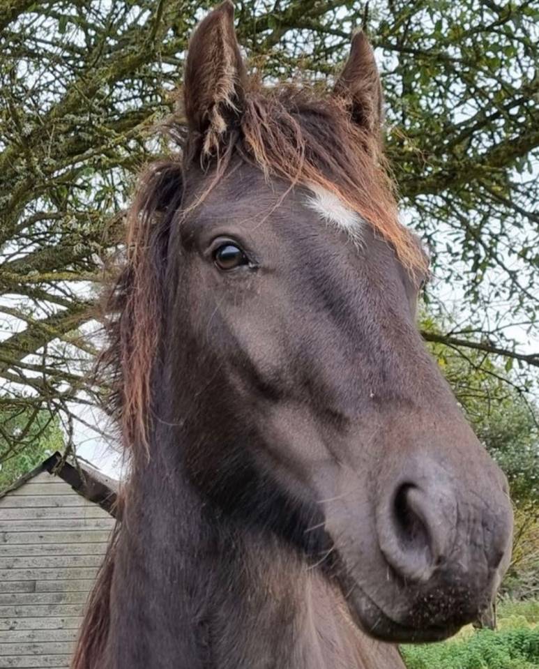 Merrie Andere pony rassen Te koop 2021 Zwart ,  Ismaey du R&ecirc;ve