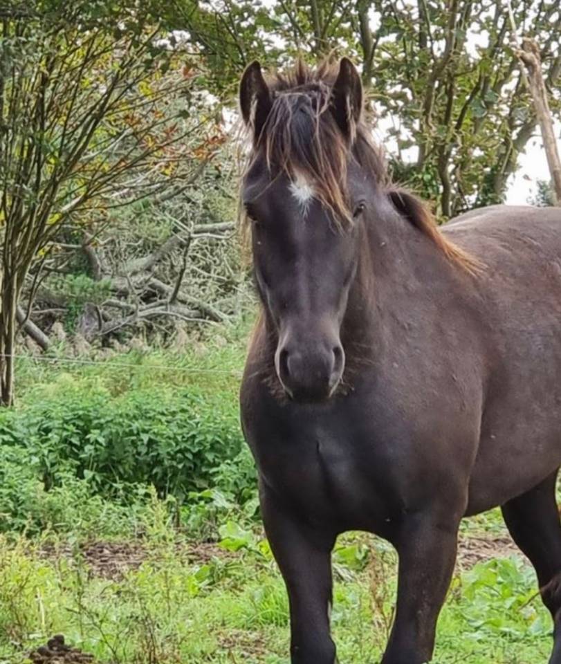 Merrie Andere pony rassen Te koop 2021 Zwart ,  Ismaey du R&ecirc;ve