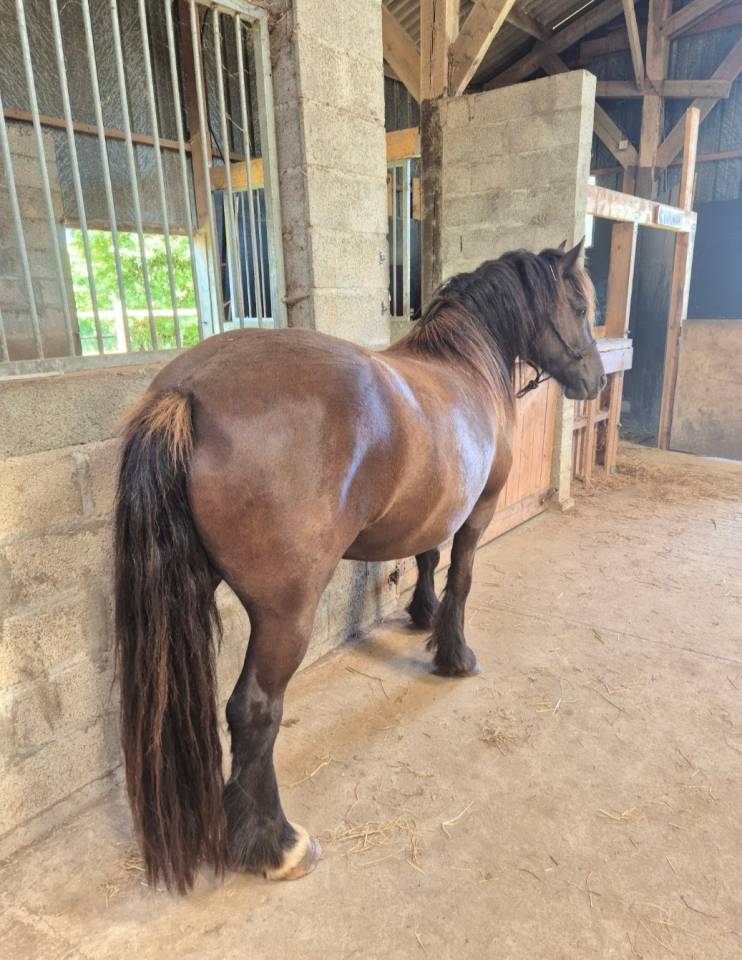 Merrie Andere pony rassen Te koop 2021 Zwart ,  Ismaey du R&ecirc;ve