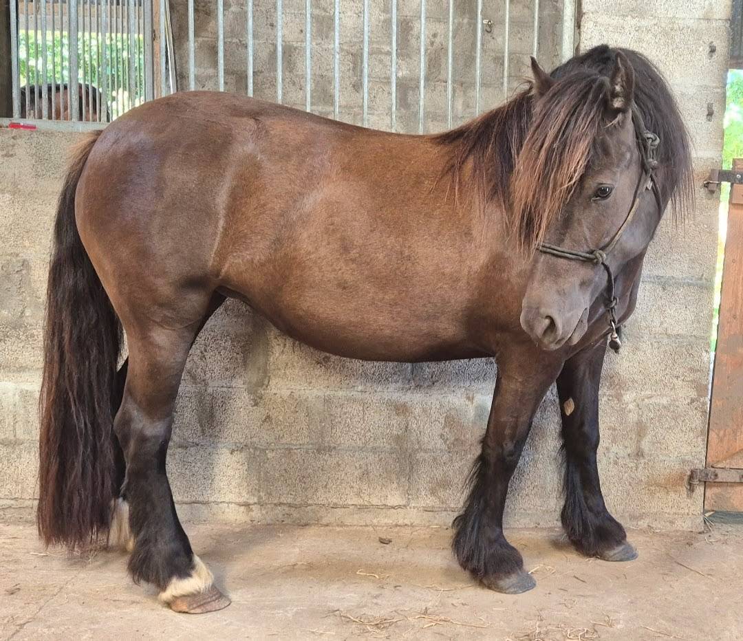 Merrie Andere pony rassen Te koop 2021 Zwart ,  Ismaey du R&ecirc;ve