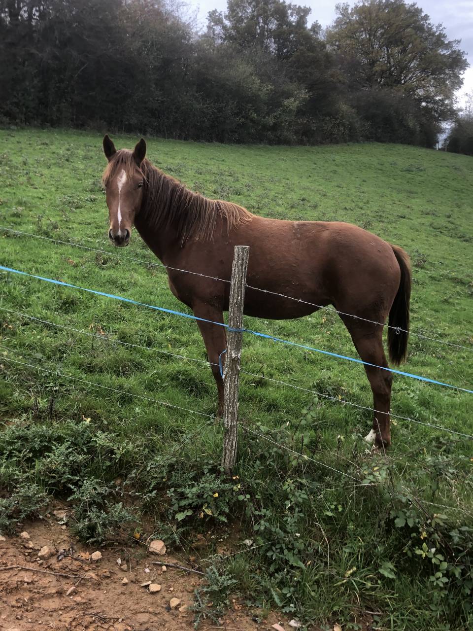 Veulen (vr) Selle Fran&ccedil;ais Te koop 2024 Vos ,  Cazador LS