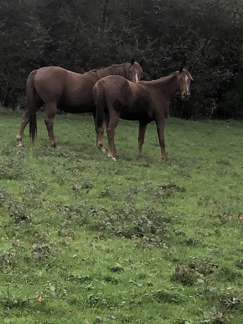 Veulen (vr) Selle Fran&ccedil;ais Te koop 2024 Vos ,  Cazador LS