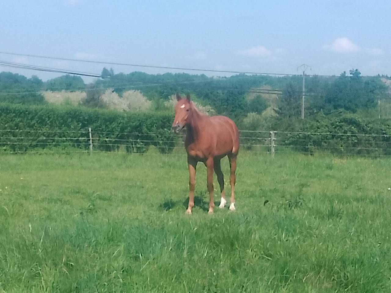 Merrie Bekend ras Te koop 2022 Vos
