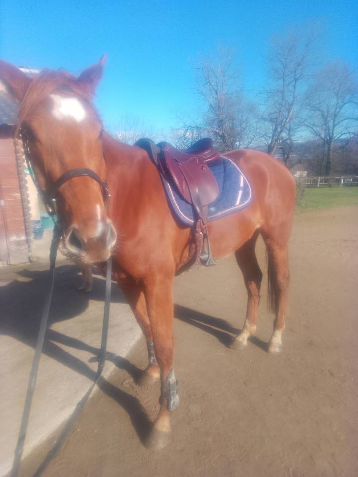 Merrie Bekend ras Te koop 2022 Vos