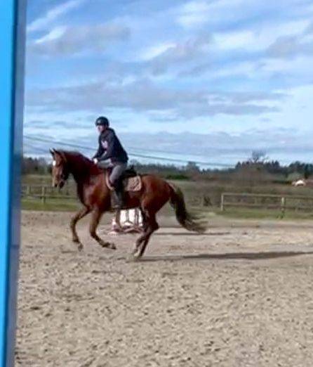 Merrie Bekend ras Te koop 2022 Vos