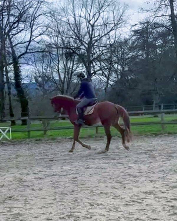 Merrie Bekend ras Te koop 2022 Vos