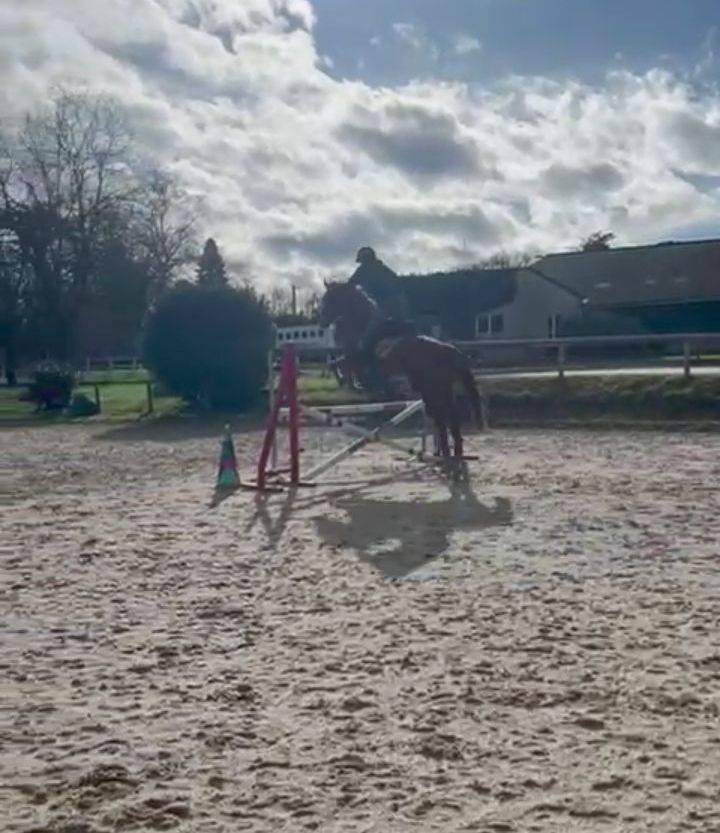 Merrie Bekend ras Te koop 2022 Vos