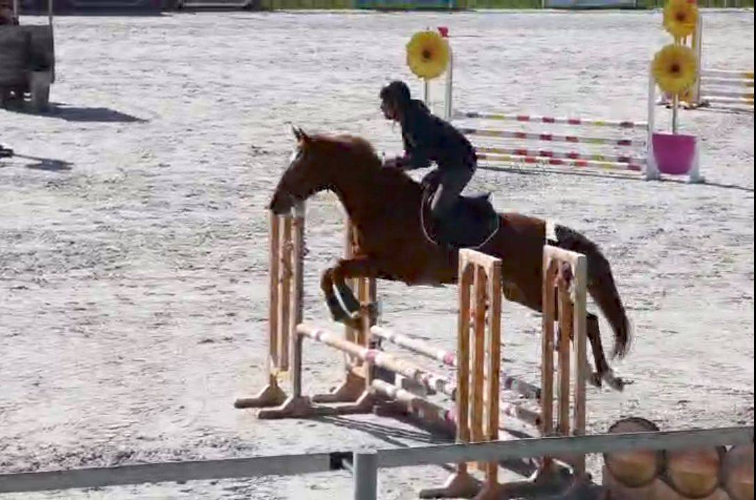 Merrie Bekend ras Te koop 2022 Vos