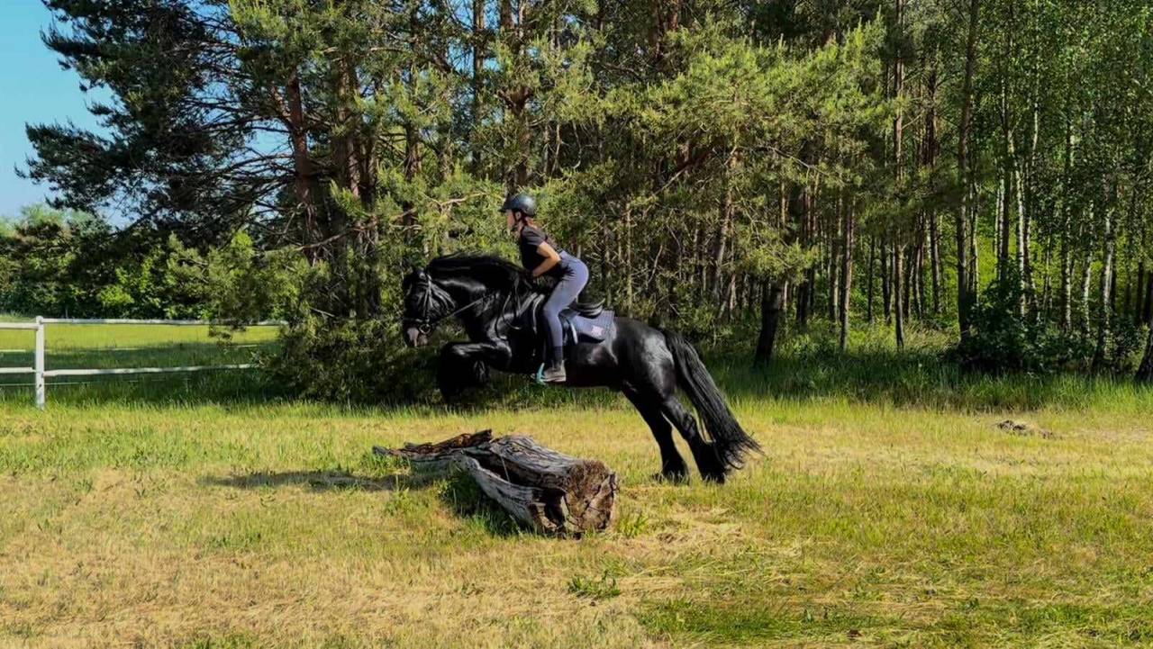 Merrie Fell Pony Te koop 2021 Zwart ,  Goodshapes Inferno