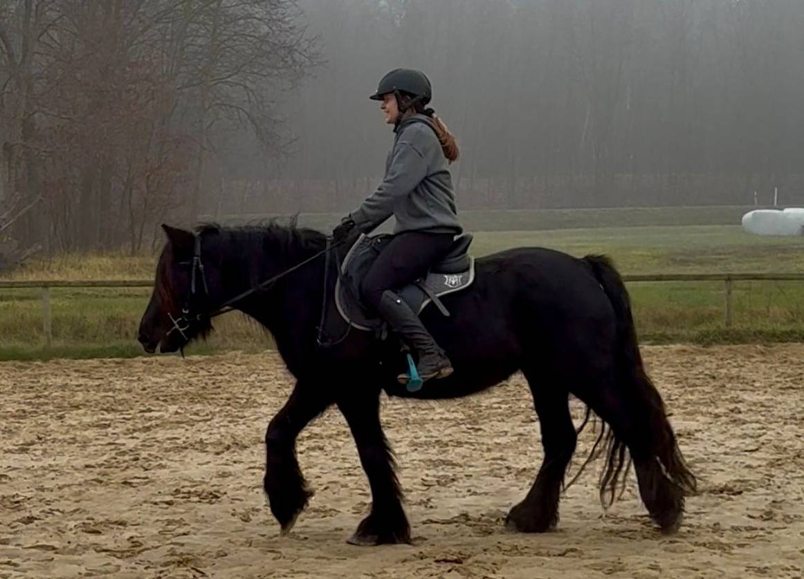 Merrie Fell Pony Te koop 2021 Zwart ,  Goodshapes Inferno