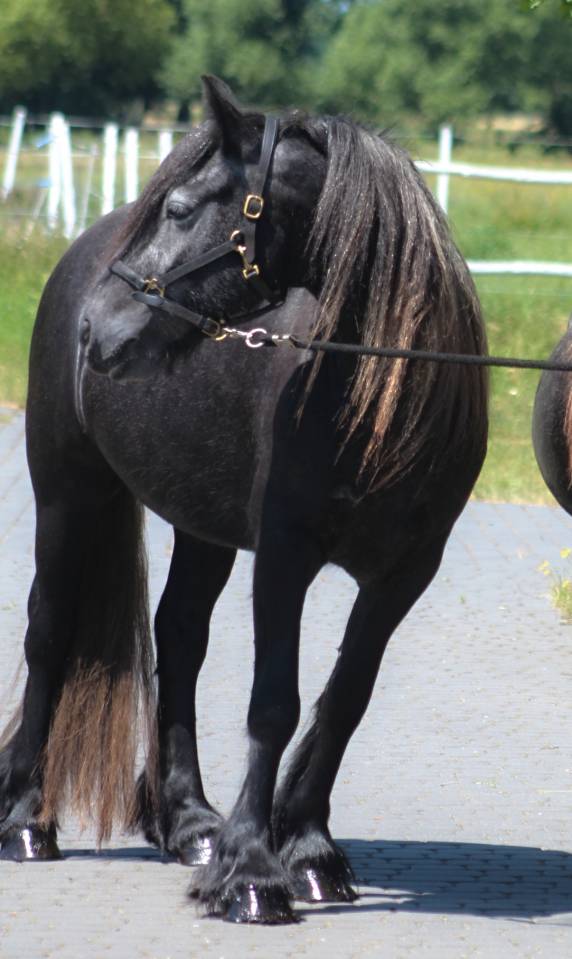 Merrie Fell Pony Te koop 2021 Zwart ,  Goodshapes Inferno