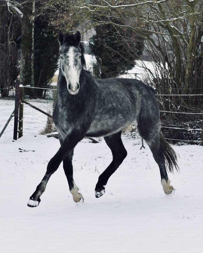 Dekhengst Zangersheide Te koop 2023 Schimmel