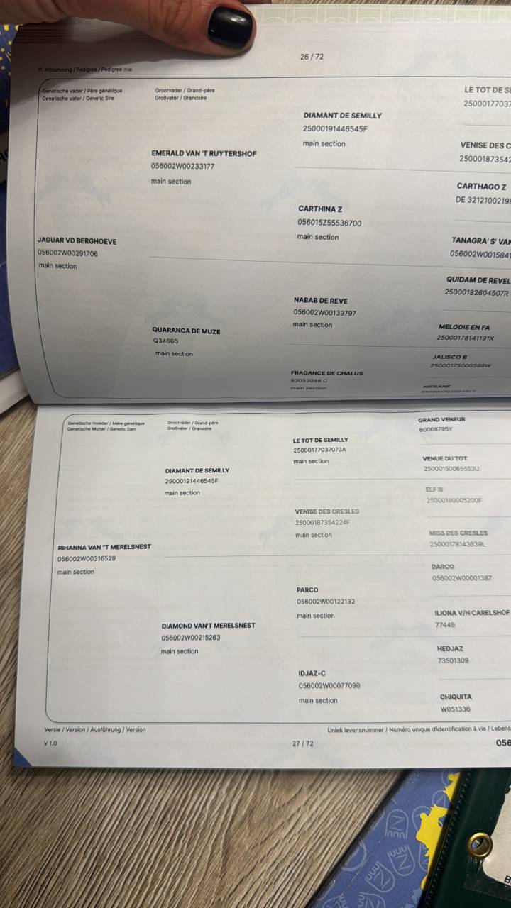 Dekhengst Zangersheide Te koop 2023 Schimmel