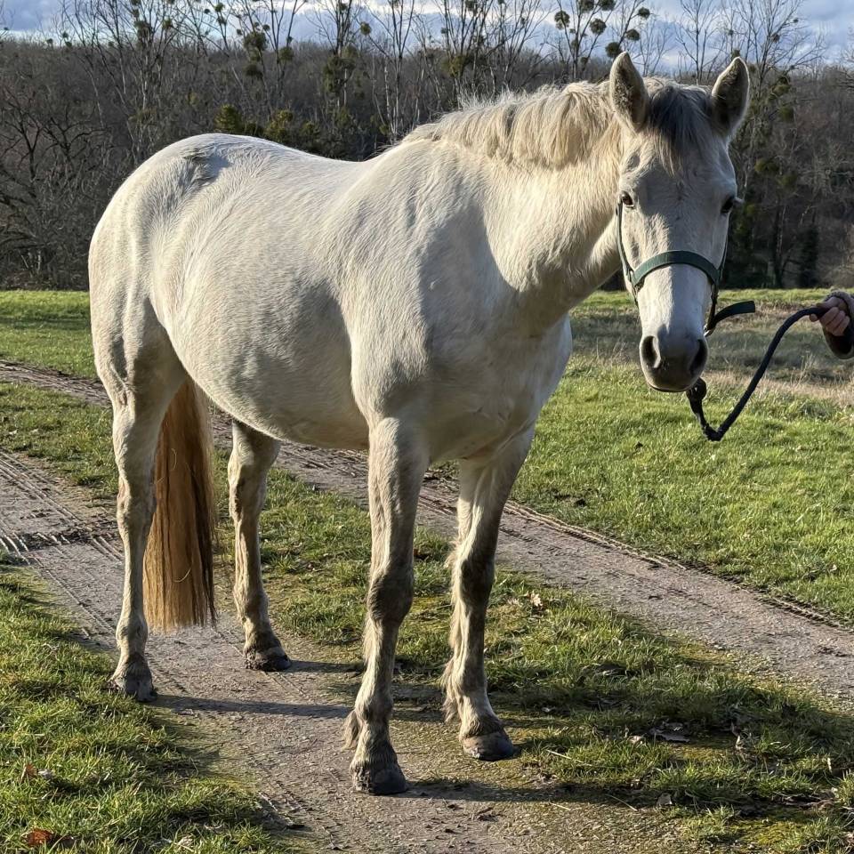 Merrie Connemara Te koop 2020 Schimmel ,  Punch du Mesnil