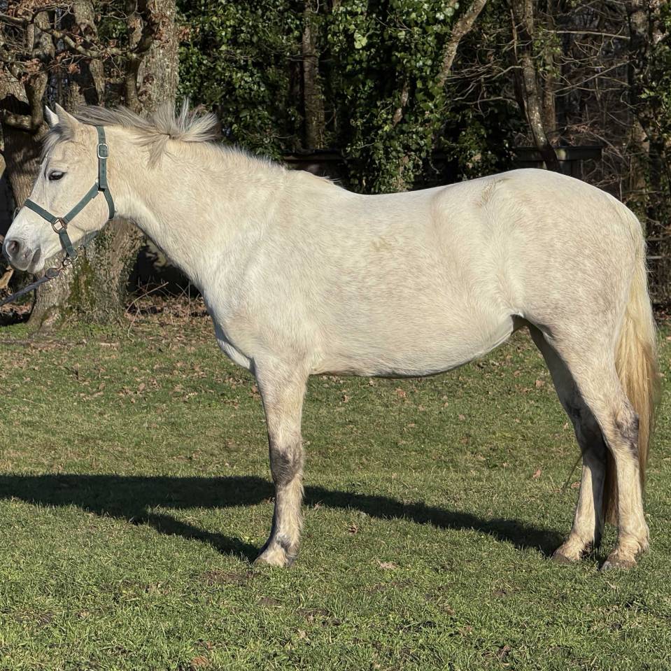 Merrie Connemara Te koop 2020 Schimmel ,  Punch du Mesnil