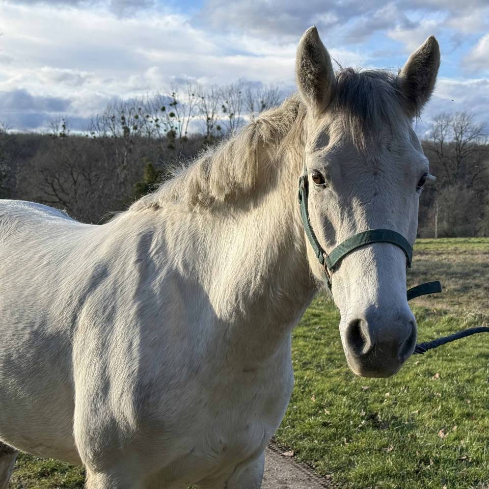 Merrie Connemara Te koop 2020 Schimmel ,  Punch du Mesnil