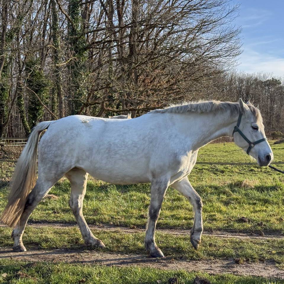 Merrie Connemara Te koop 2020 Schimmel ,  Punch du Mesnil