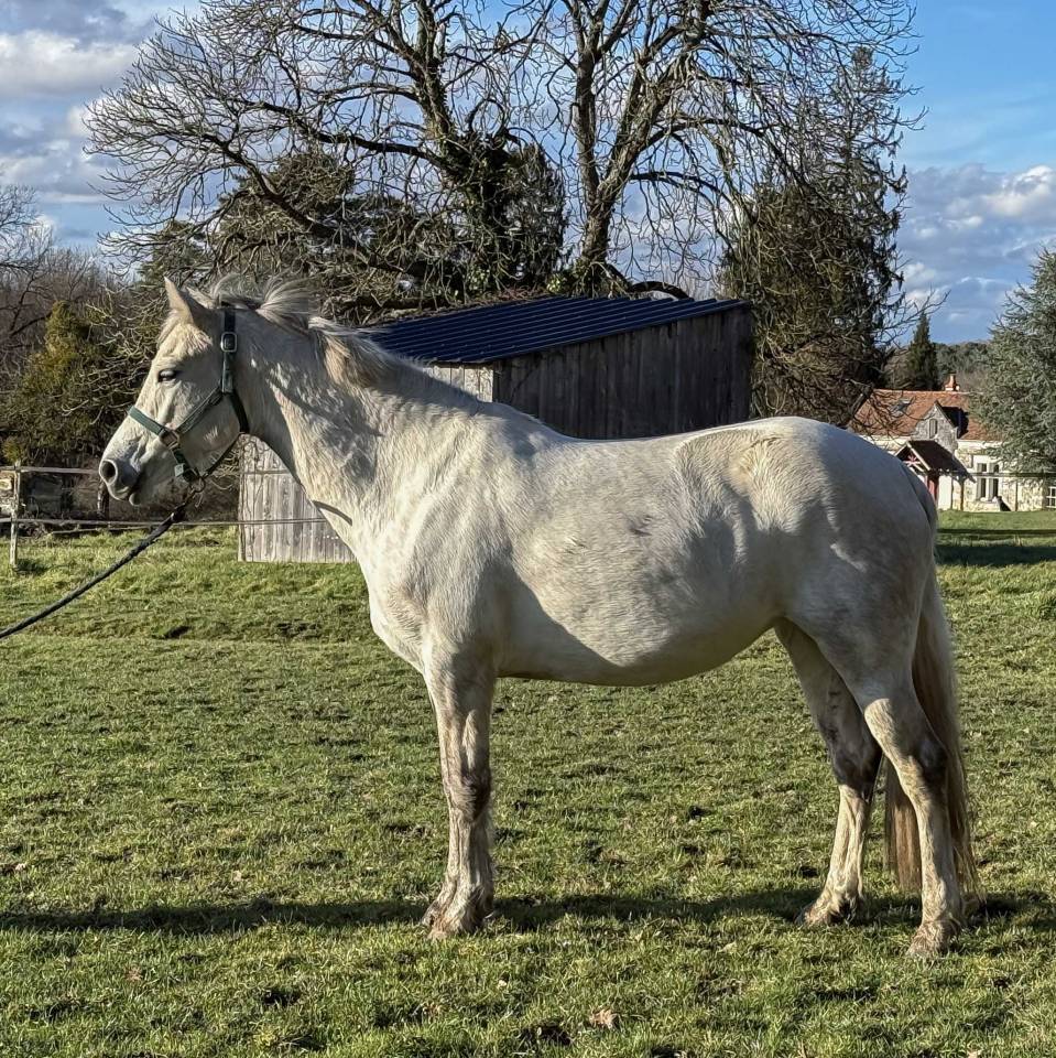 Merrie Connemara Te koop 2020 Schimmel ,  Punch du Mesnil