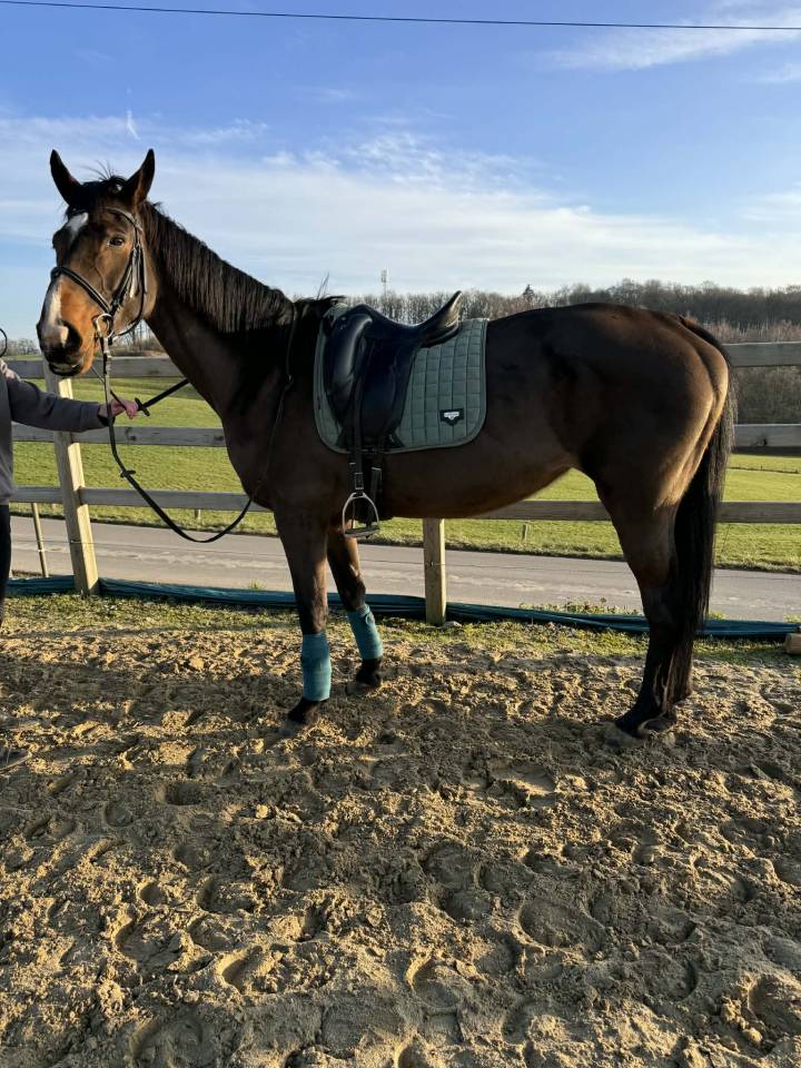 Merrie Belgisch sportpaard Te koop 2012 Donker bruin / bai ,  FABEAU