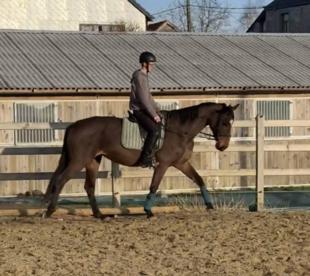 Merrie Belgisch sportpaard Te koop 2012 Donker bruin / bai ,  FABEAU