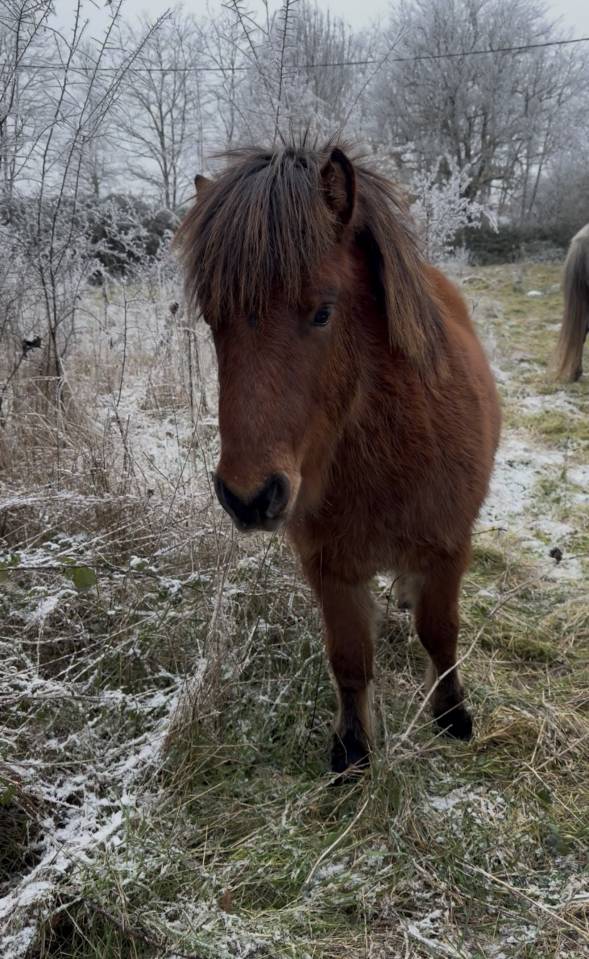 Veulen (ml) Ras onbekend Te koop 2024 Donker bruin / bai