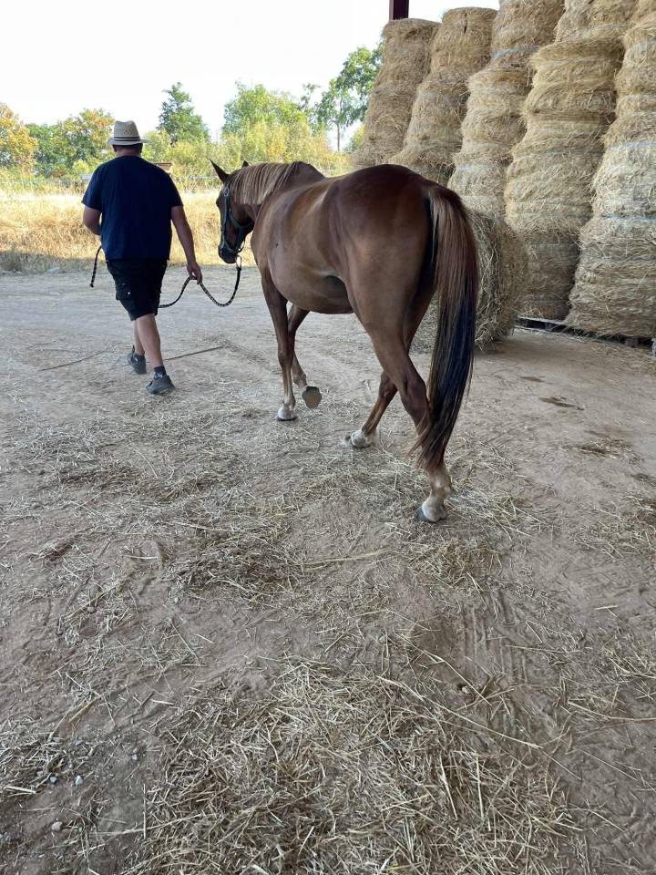 Merrie Selle Fran&ccedil;ais Te koop 2020 Vos ,  ernest