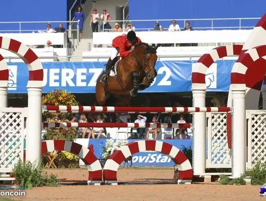 Merrie Selle Fran&ccedil;ais Te koop 2020 Vos ,  ernest