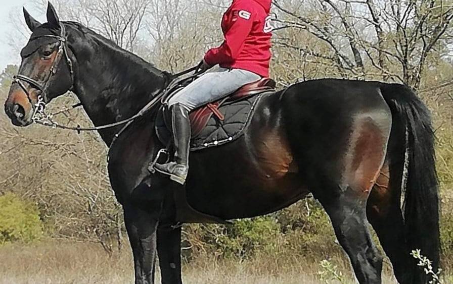 Veulen (vr) Selle Fran&ccedil;ais Te koop 2025 Isabel ,  papillon de l odyssee