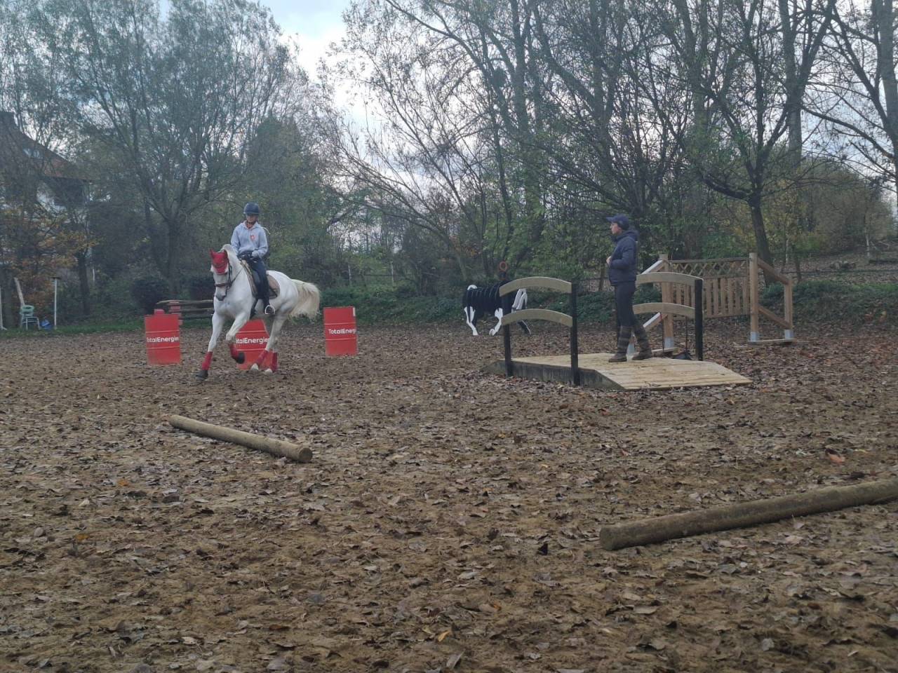 Merrie Lusitano Te koop 2014 Schimmel