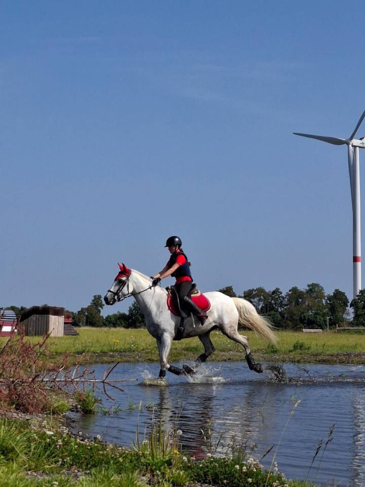 Merrie Lusitano Te koop 2014 Schimmel