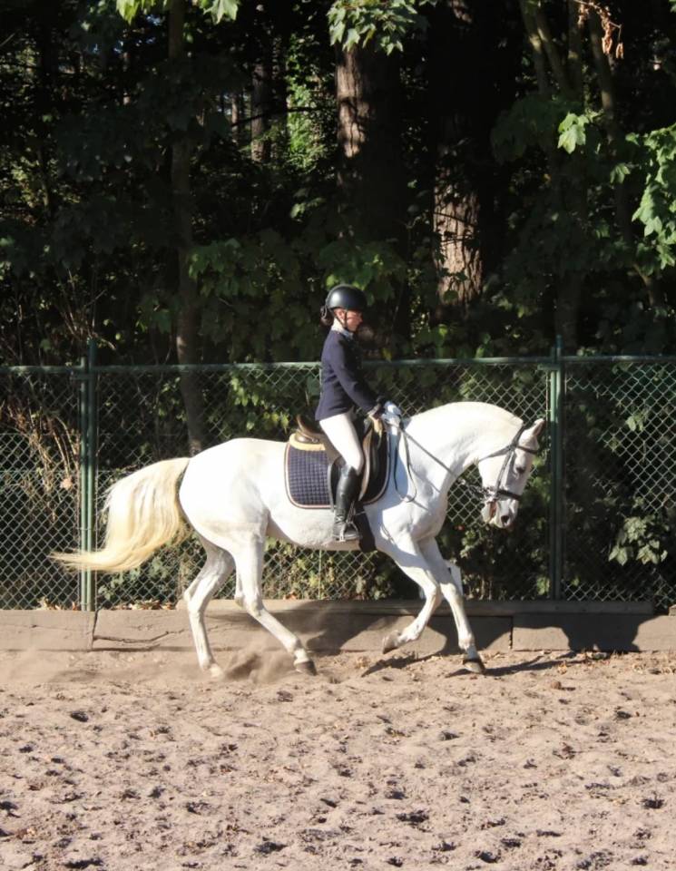 Merrie Lusitano Te koop 2014 Schimmel