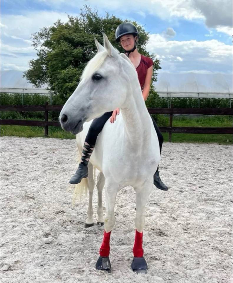 Merrie Lusitano Te koop 2014 Schimmel