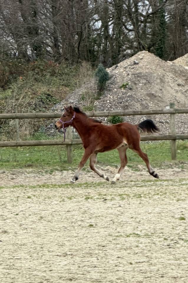 Veulen (ml) Franse rijpony PFS Te koop 2025 Donker bruin / bai ,  Jogry d&rsquo;Odival