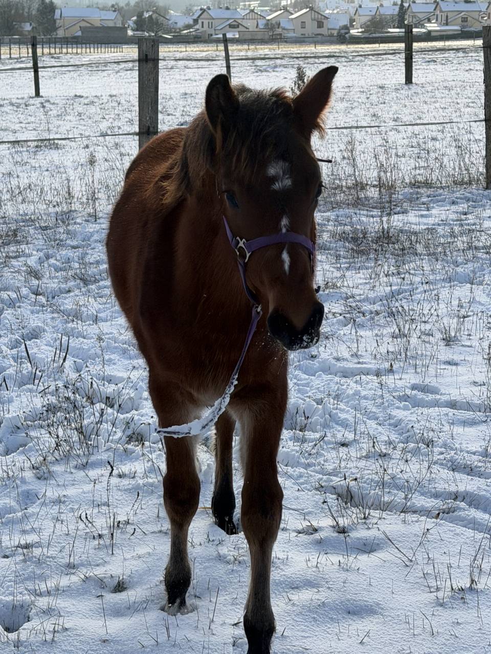 Veulen (ml) Franse rijpony PFS Te koop 2025 Donker bruin / bai ,  Jogry d&rsquo;Odival