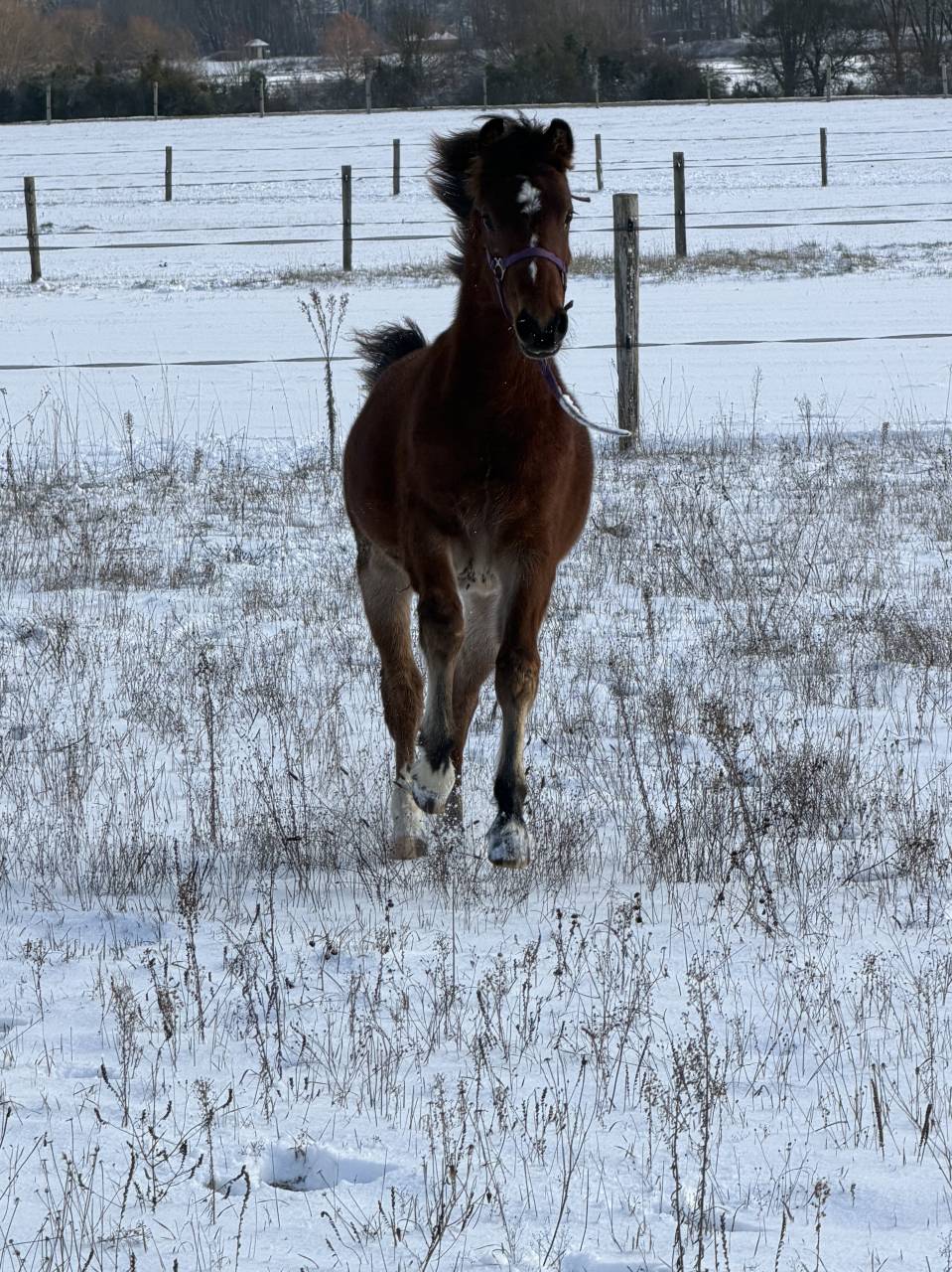 Veulen (ml) Franse rijpony PFS Te koop 2025 Donker bruin / bai ,  Jogry d&rsquo;Odival