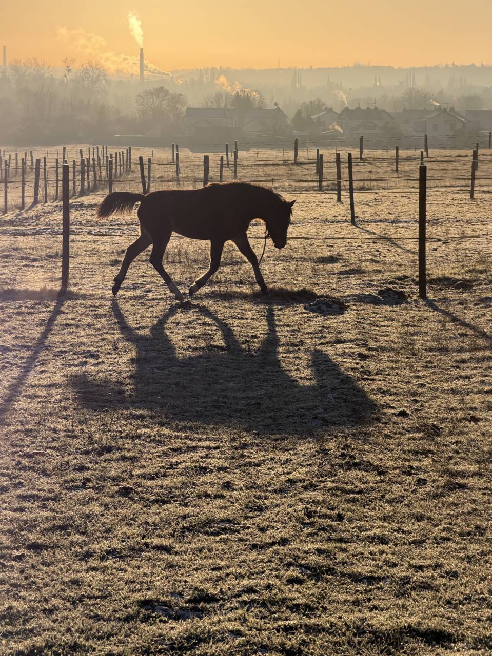 Veulen (ml) Franse rijpony PFS Te koop 2025 Donker bruin / bai ,  Jogry d&rsquo;Odival