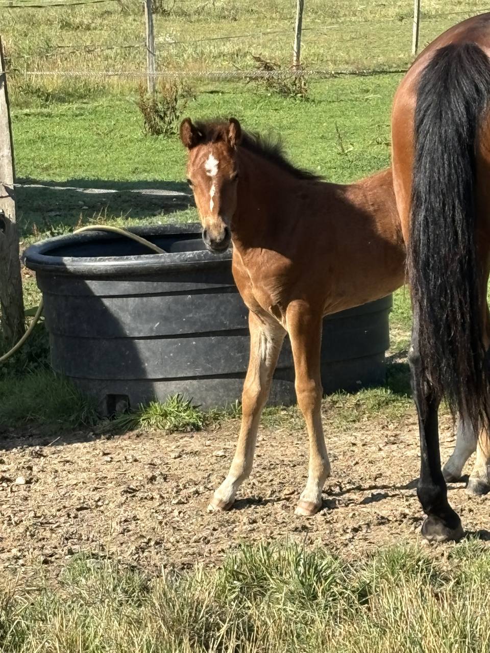 Veulen (ml) Franse rijpony PFS Te koop 2025 Donker bruin / bai ,  Jogry d&rsquo;Odival