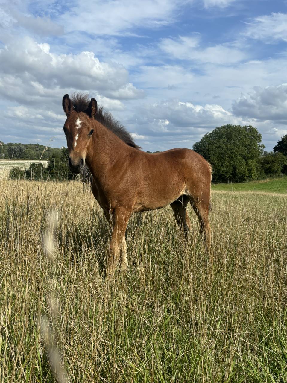 Veulen (ml) Franse rijpony PFS Te koop 2025 Donker bruin / bai ,  Jogry d&rsquo;Odival