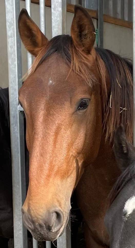 Te koop: Machiavelli &ndash; jonge Groninger hengst 