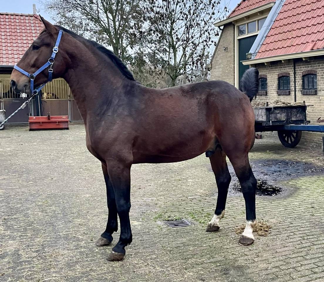 Te koop: Machiavelli &ndash; jonge Groninger hengst 