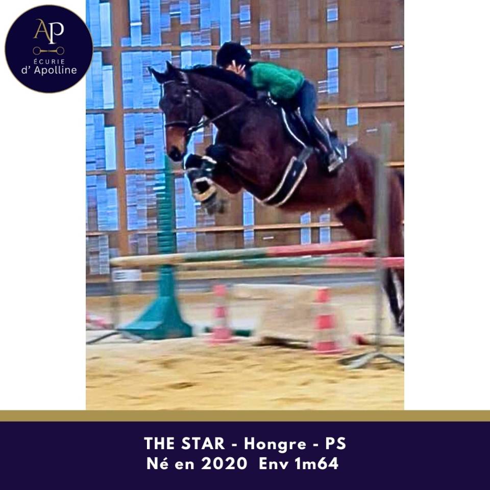 Ruin Volbloed Te koop 2020 Donker bruin / bai